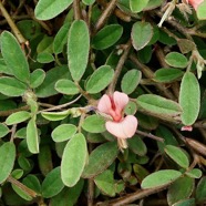 Tephrosia pumila.téphrosie naine .fabaceae.indigène ? jpeg.jpeg